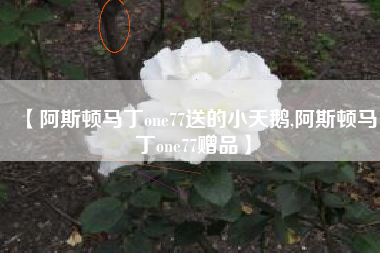 【阿斯顿马丁one77送的小天鹅,阿斯顿马丁one77赠品】